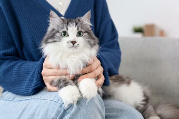 猫を膝に抱く女性